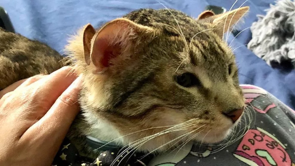 Il gatto nato con quattro orecchie: lieto fine per Aslan