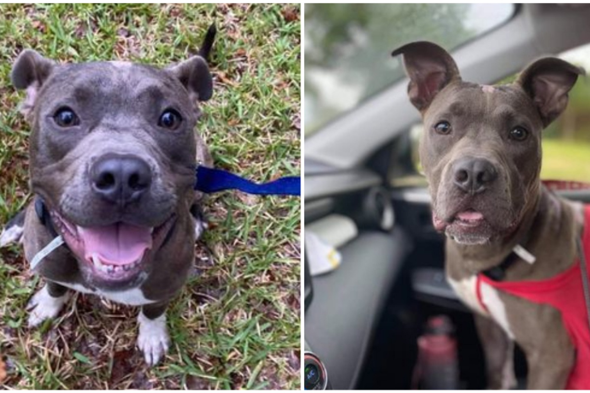 Beans, il cane abbandonato e che aveva diverse ustioni sul corpo: ha trovato una nuova possibilità di vita