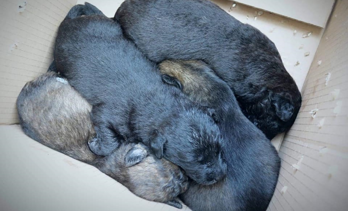 cagnolina investita durante la vacanza di famiglia