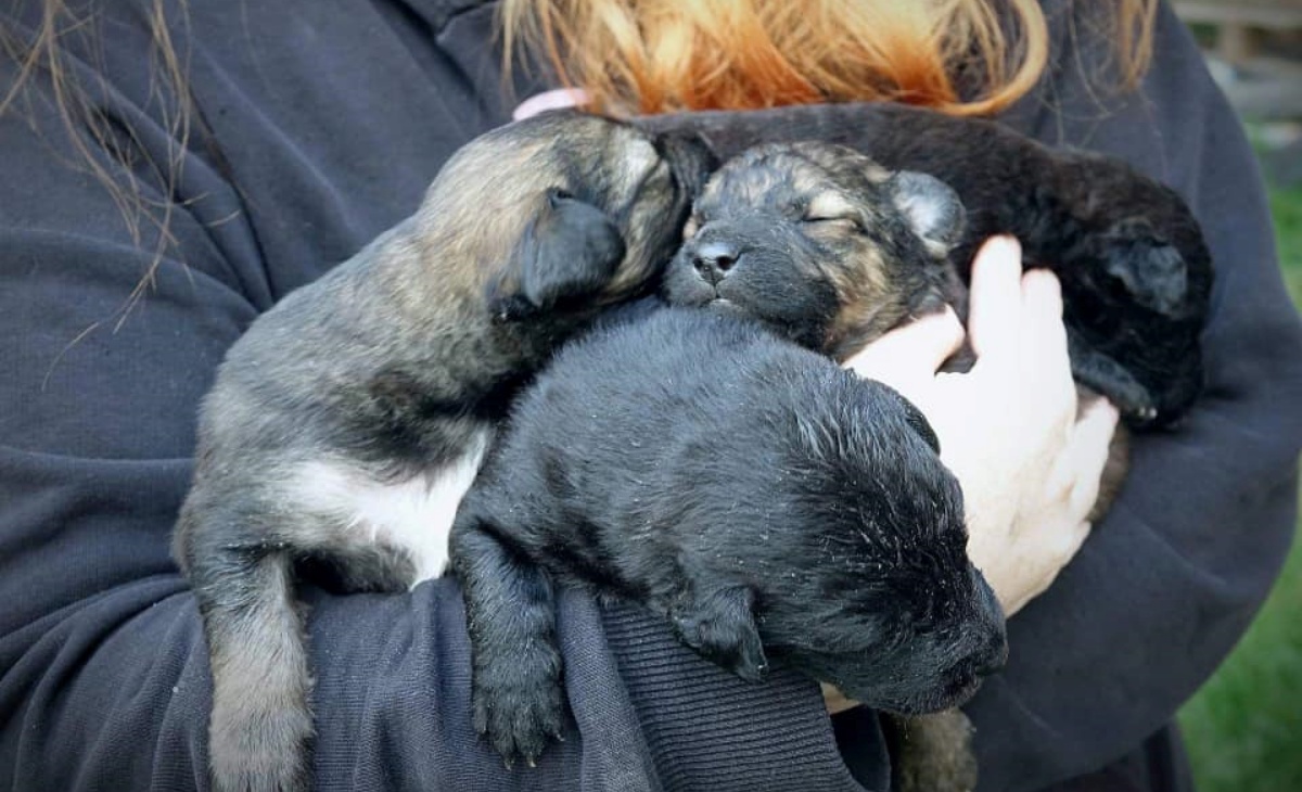 cagnolina investita durante la vacanza di famiglia