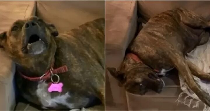 Cagnolina gelosa