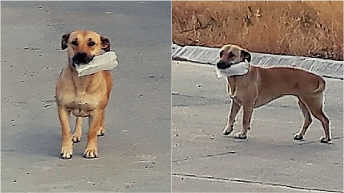 Cagnolina salvata da una famiglia