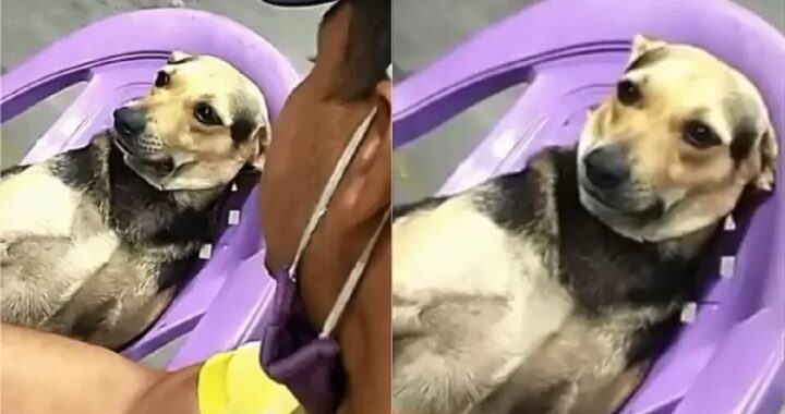 Cagnolina triste
