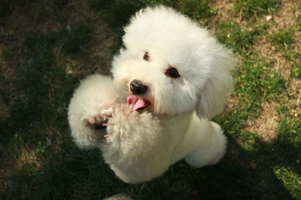 Cane abbandonato dal padrone