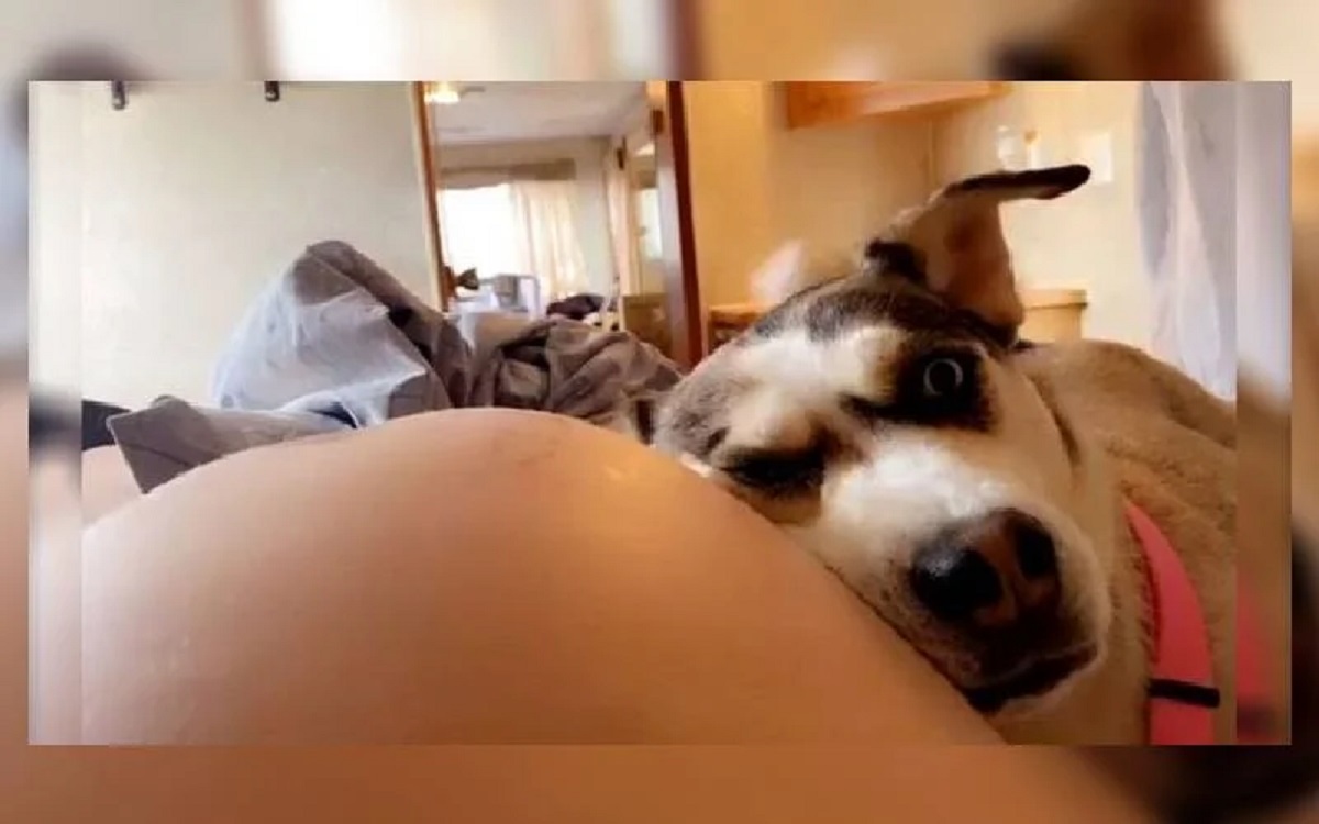 Cane ama ascoltare dal pancione della mamma umana il suo fratellino
