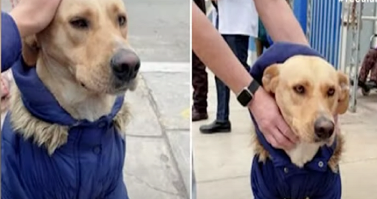 Cane aspetta fuori dall'ospedale