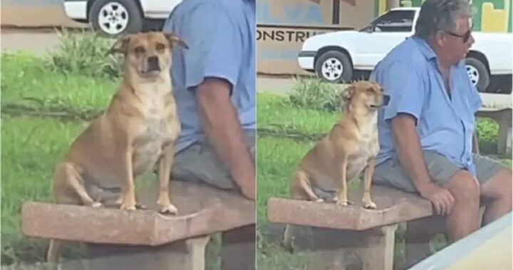 Cane si siede di fianco a sconosciuti