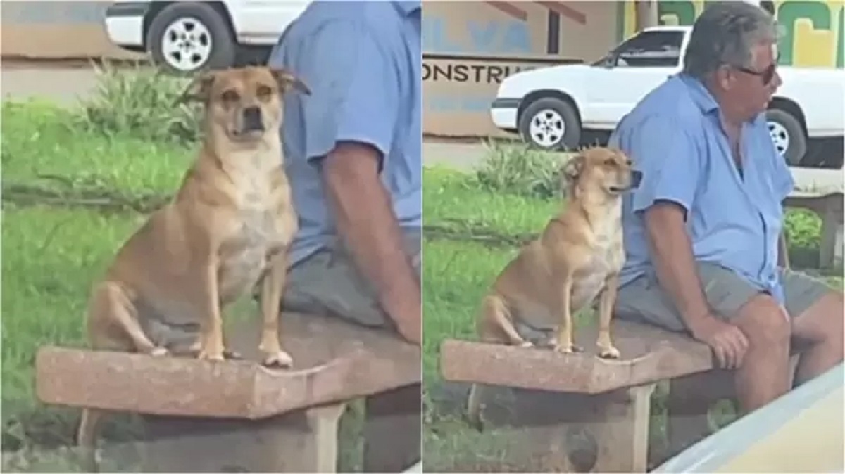 Dog sits next to strangers