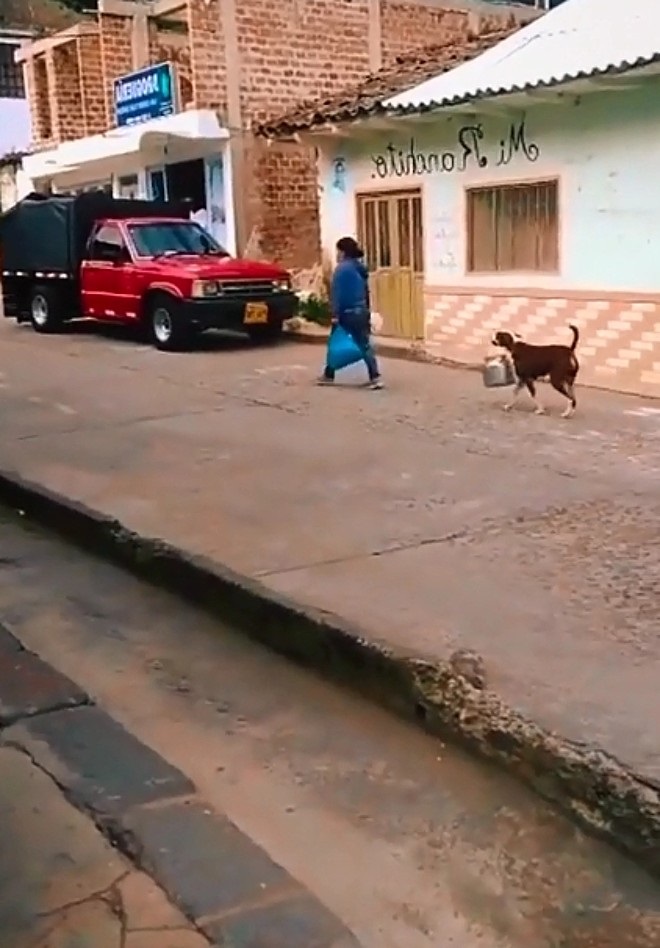 cagnolino meticcio di grossa taglia