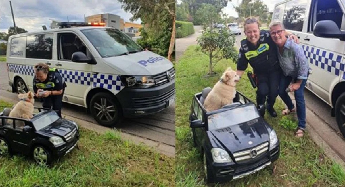 Dog drives a mini Mercedes-Benz