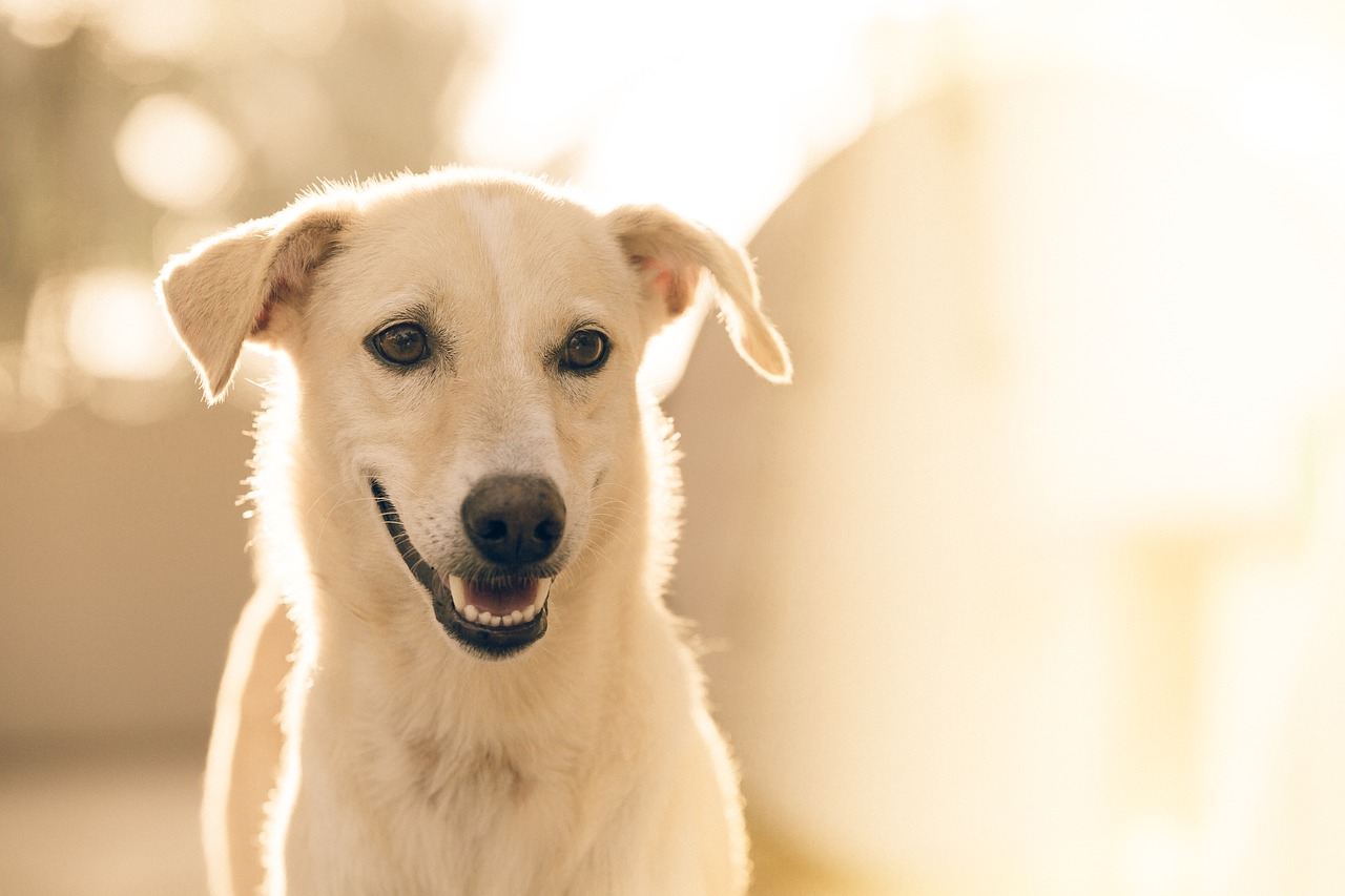 Cane investito in autostrada sopravvive