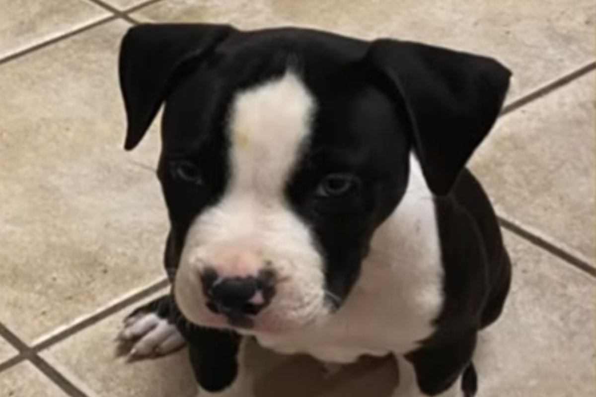 cane macchina