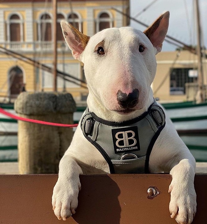 Sparky Bull Terrier