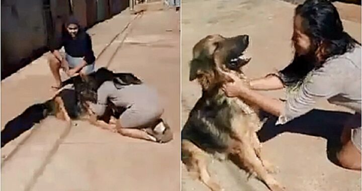 Cane scomparso da un mese ritrovato