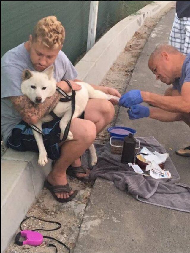 Cane smarrito salvato da un veterano