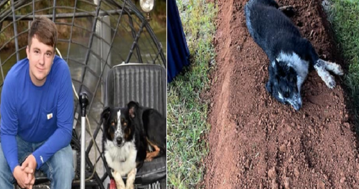 Cane sulla tomba del proprietario