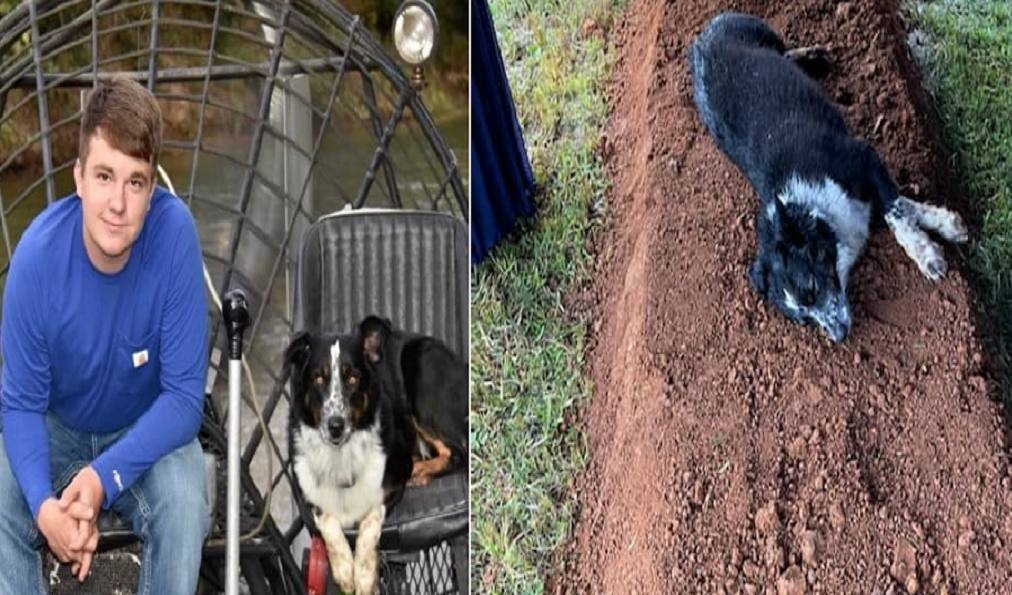 Dog on the owner's grave