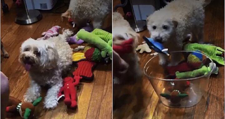 Cani rimettono a posto i giochi