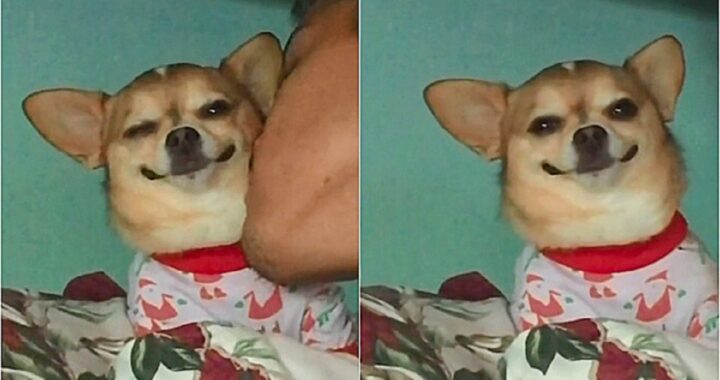 Chihuahua sorride