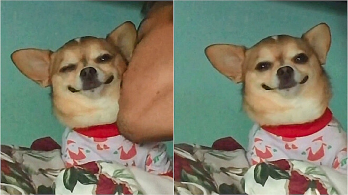 Chihuahua sorride