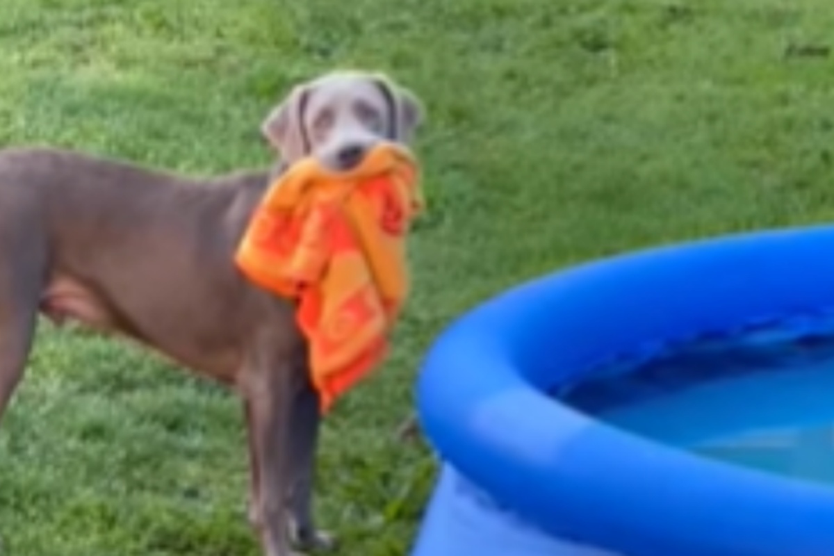 La routine mattutina del piccolo Oaklei, il cane che vuole giocare nella piscina