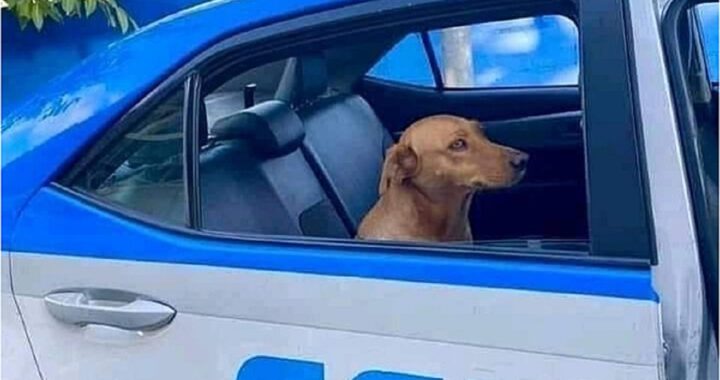 Cucciolo arrestato