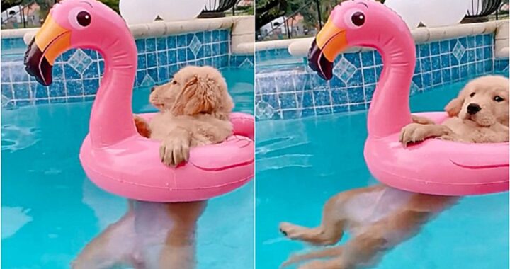 Cucciolo in piscina con un fenicottero