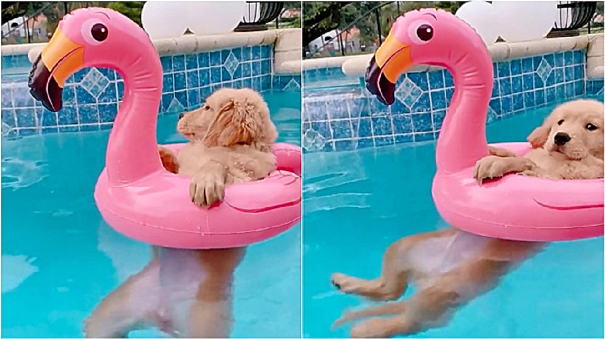 Puppy in the pool with a flamingo