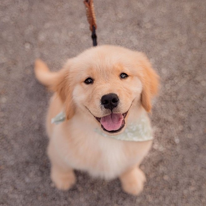 Golden Retriever Riley 