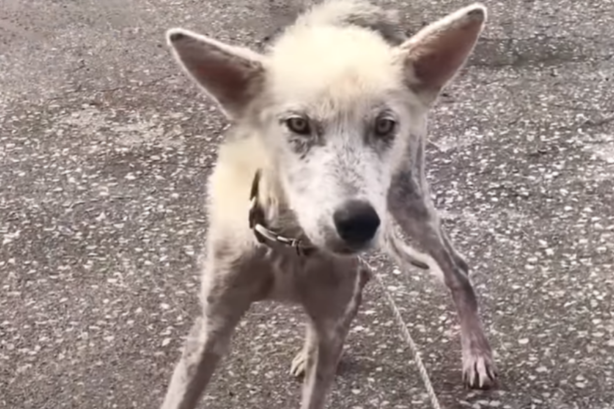 Finn il cane trovato in condizioni disperate, poiché nel mezzo di un divorzio tra i suoi amici umani