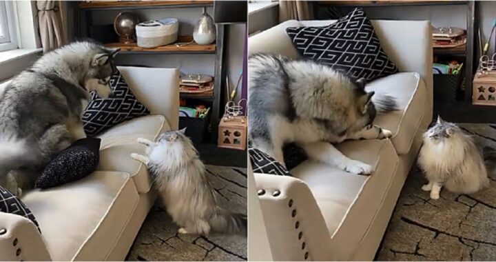 Gattino non vuole il cane sul divano