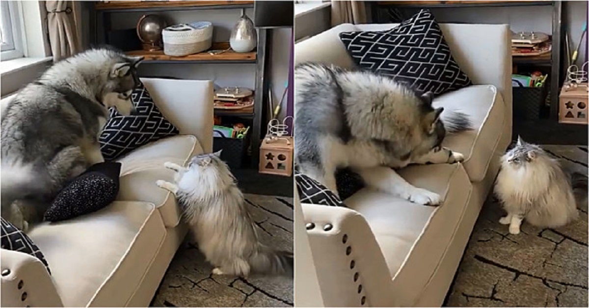 Gattino non vuole il cane sul divano