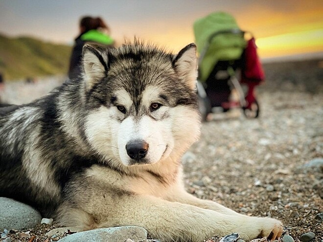 Alaskan Malamute