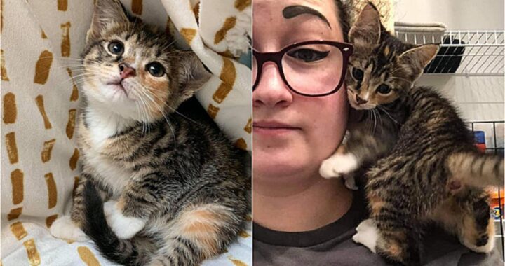Gattino trovato in un buco