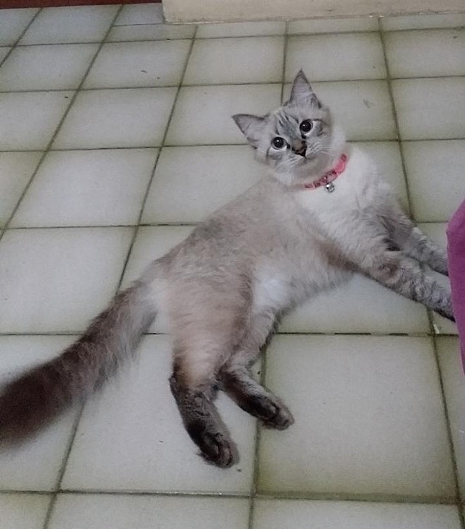 Chicletinha