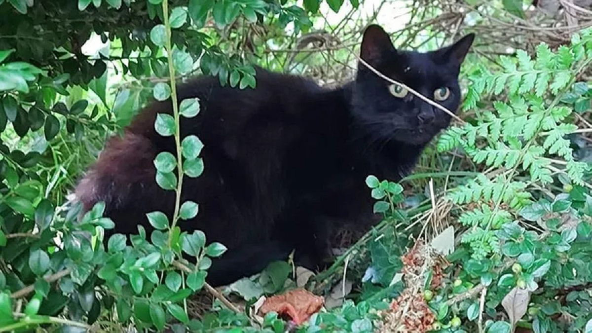 Gatto salva anziana proprietaria