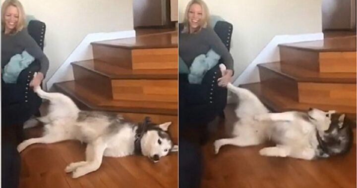 Husky protesta per non far fermare le coccole