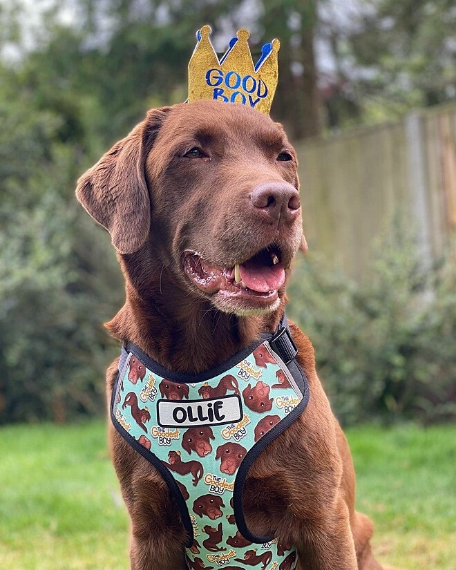 Ollie