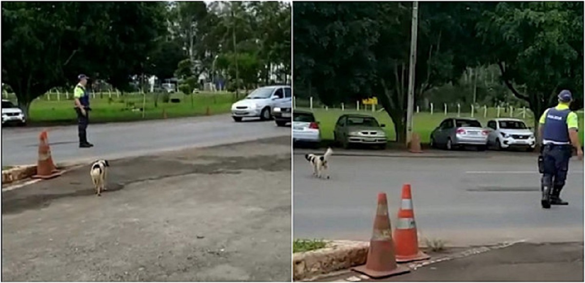 dog crosses the road