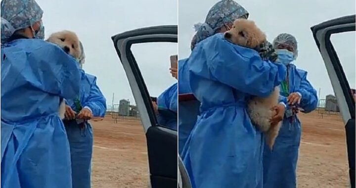 cane con il proprietario a fare il vaccino
