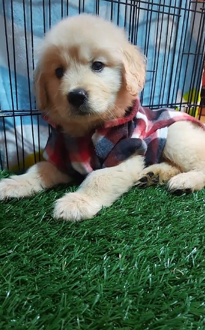 Golden Retriever, che si chiama Eros