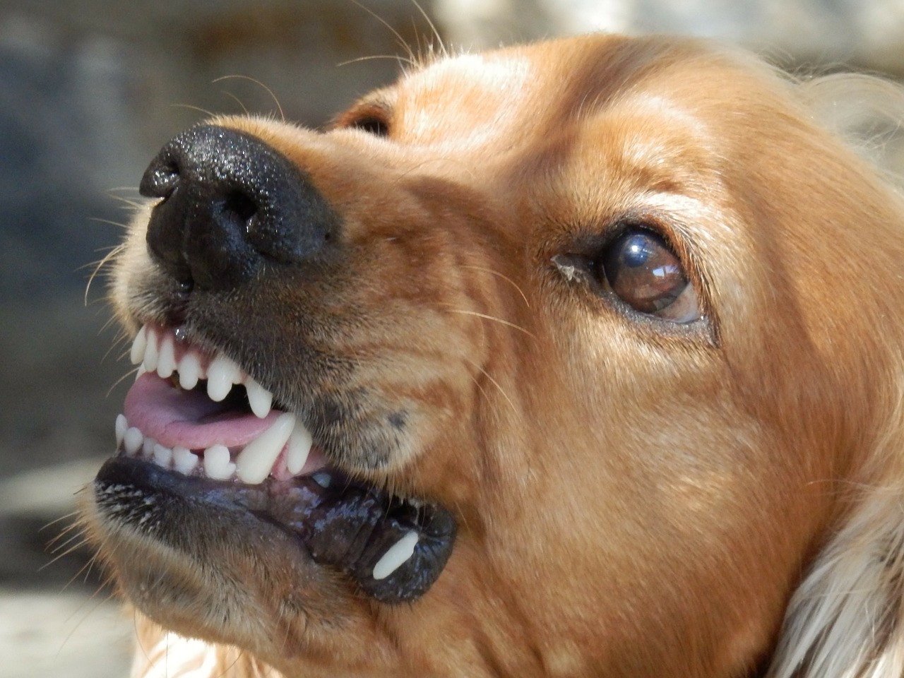 cane randagio sembra piangere