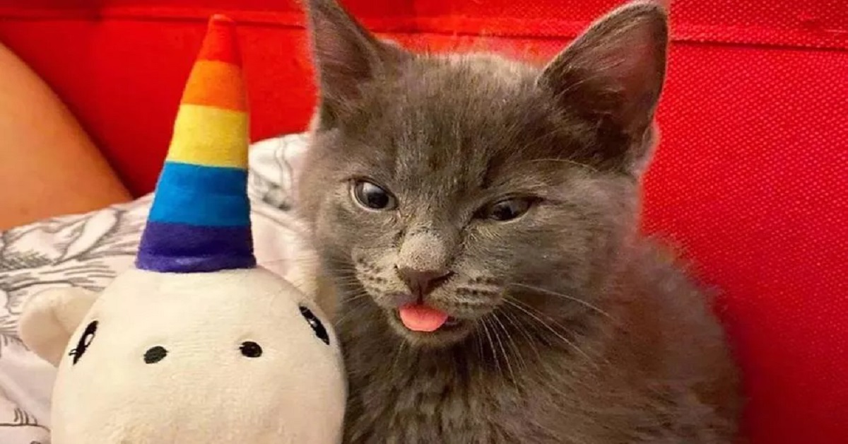 Il gatto fa la linguaccia perché è felice