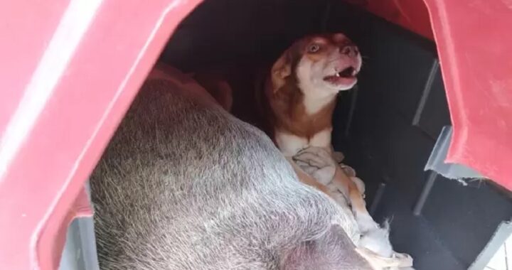 Maiale nella cuccia del cane