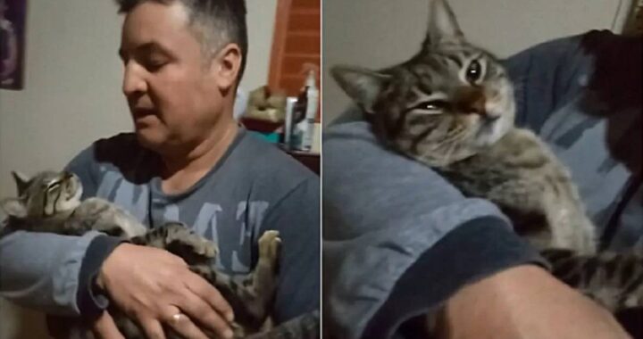 uomo e gatto