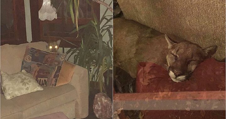 puma dorme sul divano