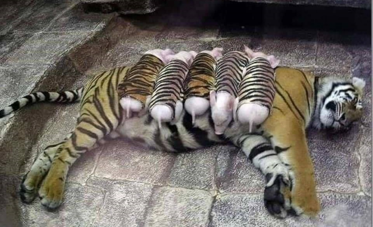 Le foto di mamma tigre e i maialini