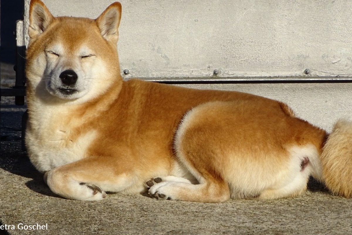 Dopo 4 anni dalla sua scomparsa, la coppia ha potuto riabbracciare la loro cagnolina Missy
