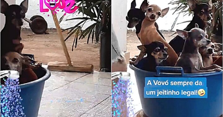 Pinscher nel secchio