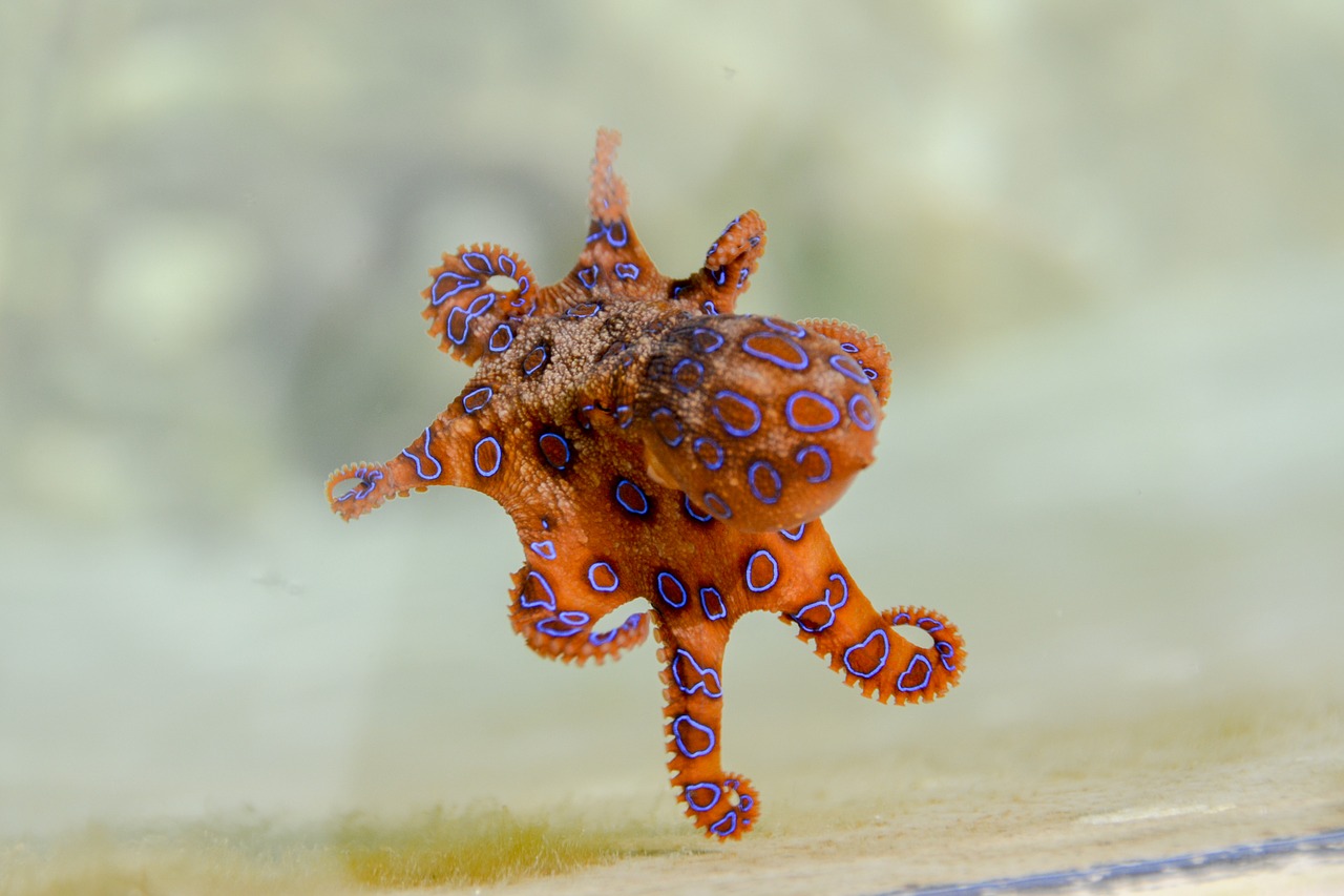 Female octopuses